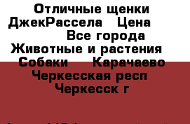 Отличные щенки ДжекРассела › Цена ­ 50 000 - Все города Животные и растения » Собаки   . Карачаево-Черкесская респ.,Черкесск г.